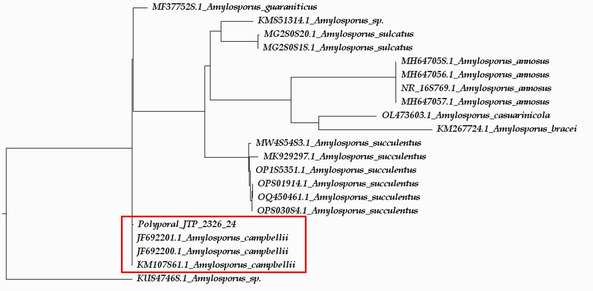 Árbol Filogenético